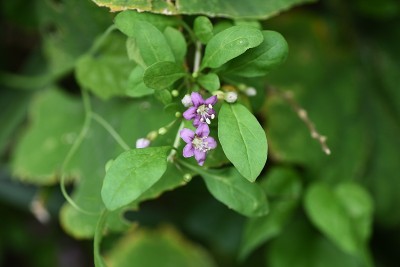 Goji莓花