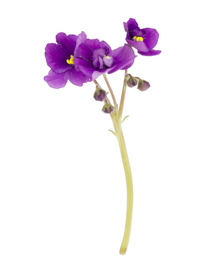 紫色,花