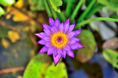 花