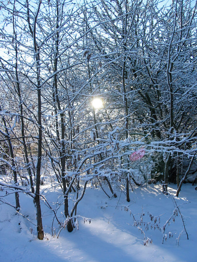 瑞典卡尔斯克罗纳附近，积雪覆盖了树木