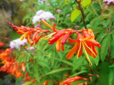 Monbretia