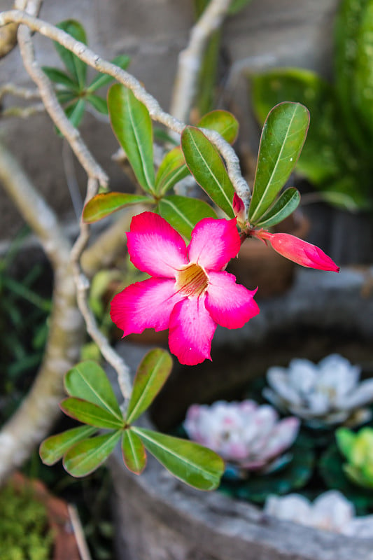 红沙漠花，adenium