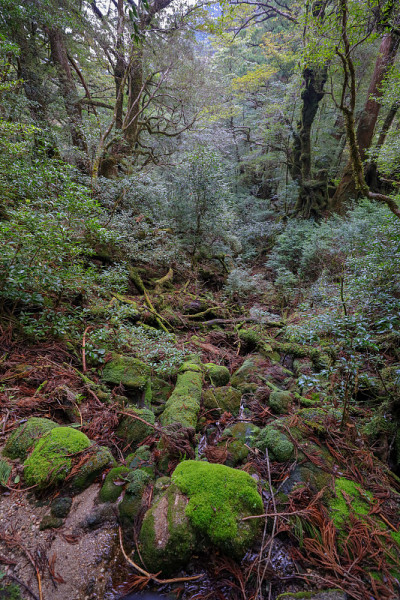 屋久岛的森林