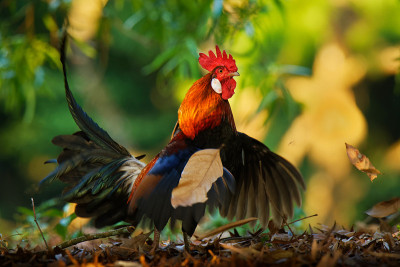红原鸡:红原鸡科的热带鸟类。它是家鸡(Gallus Gallus domesticus)的主要祖先。