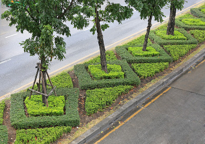 美丽的绿树成荫的装饰道路在城市交通岛。