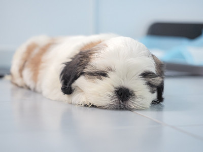 可爱的西施犬在家里的地板上睡觉和放松。宠物生活方式和健康理念