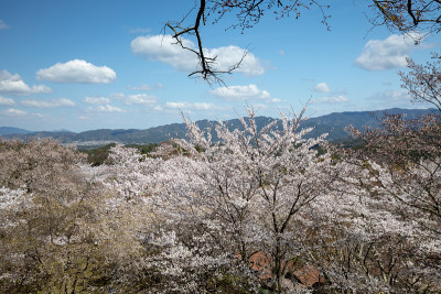 吉野山的樱花