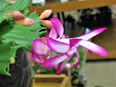 热带充满异域风情的花朵