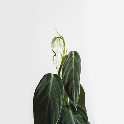 现代的室内植物