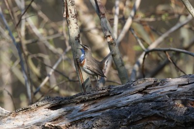 蓝喉(Luscinia svecica)德国