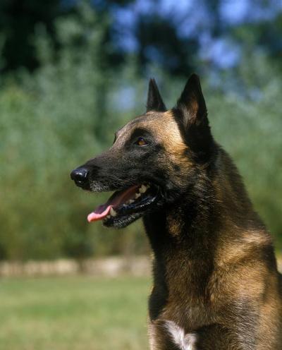马利诺犬或比利时牧羊犬，成人的肖像与舌头