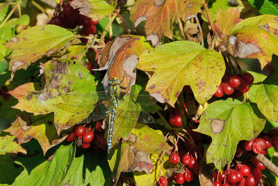 Aeshna cyanea,男