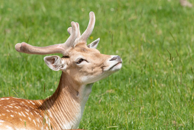 鹿Fallow dama