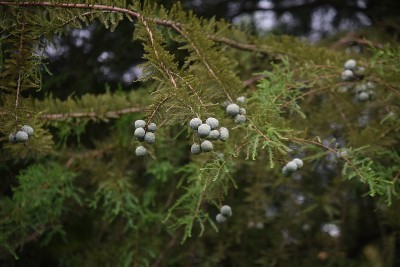 白杉(白杉)坚果。