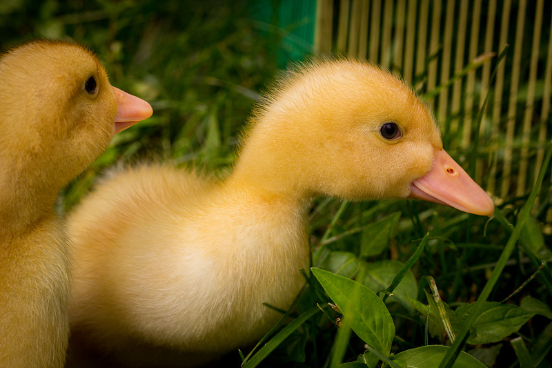 American Pekin Duckling