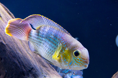 水族馆里的绿色恐怖鱼(Andinoacara rivulatus)