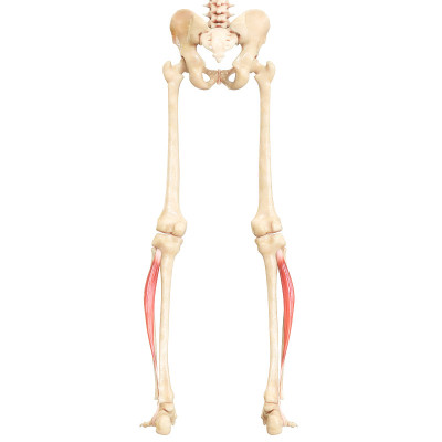 人体肌肉系统腿部肌肉腓骨长肌解剖