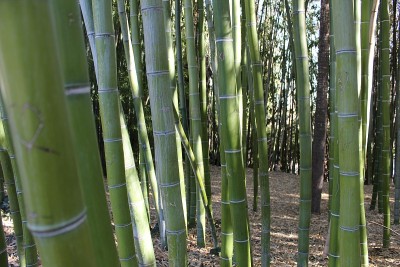 竹林