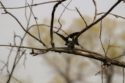 series of photos showing tree swallow birds mating