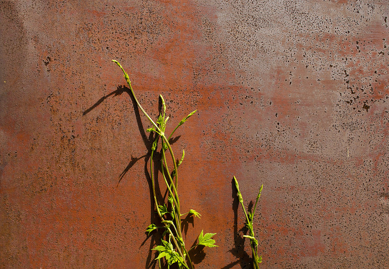 植物从下面长出来，爬上生锈的红墙。生存的概念，生存的痛苦，自然的力量，生物的无敌，机会主义和模仿。