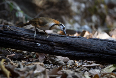 小民族Laughingthrush