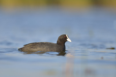 湖上的鸡(fulica atra)