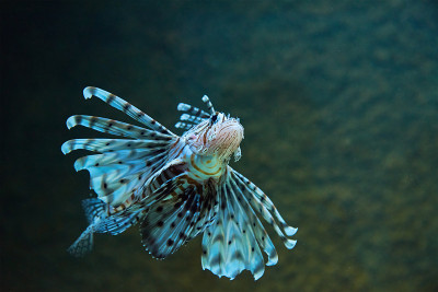深海里的海鱼，海洋生物
