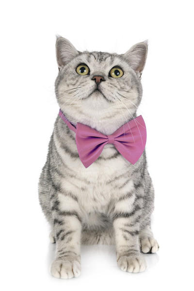 英国短毛猫