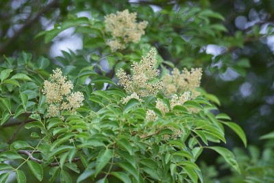 弗拉西努斯格里菲斯花