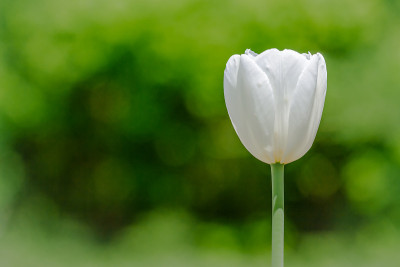 渥太华的郁金香节