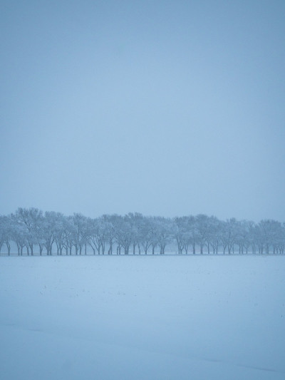 下雪的冬天景象与树木排