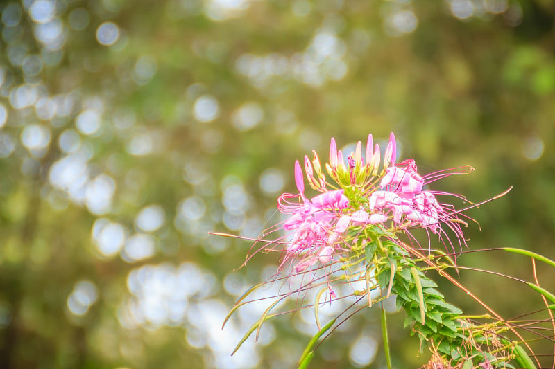 粉红色的Cleome hassleriana花在花园里。Cleome的种类通常被称为蜘蛛花，蜘蛛植物