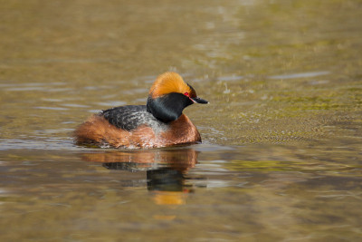 horrentteachers - Horned Grebe - reflection