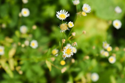洋甘菊花卉