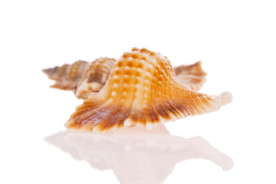 海贝