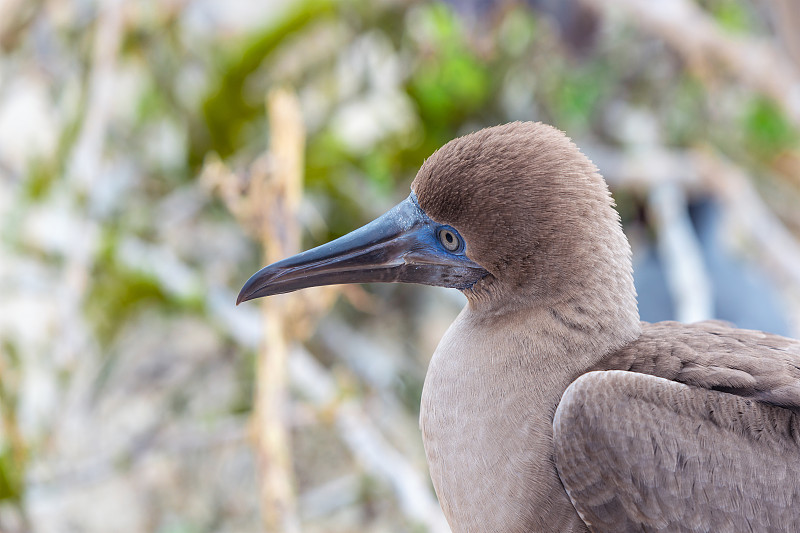 幼年红足鲣鸟肖像，Genovesa, Galapagos