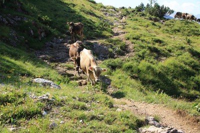 牛在Allgäu阿尔卑斯山徒步旅行
