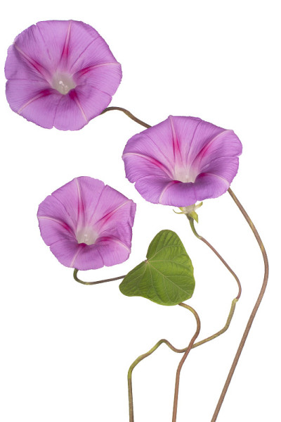 花孤立