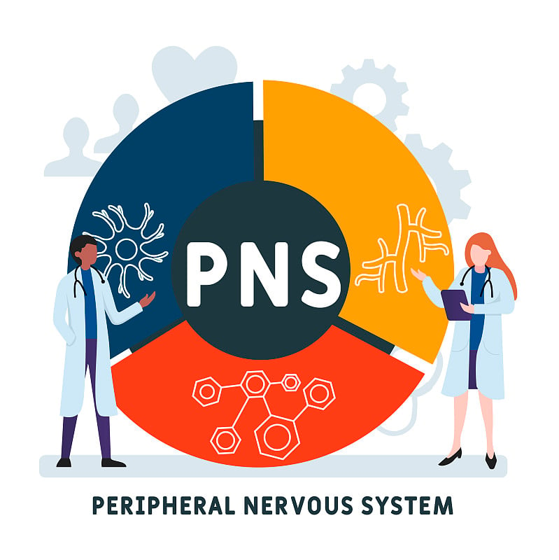 以人为本的平面设计。PNS -周围神经系统的缩写