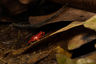 草莓毒箭蛙(Oophaga pumilio Bastimentos)