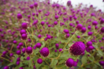 苋科花