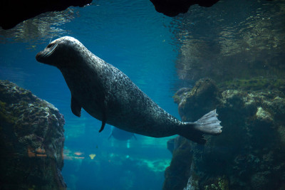 斑海豹(Phoca vitulina)。