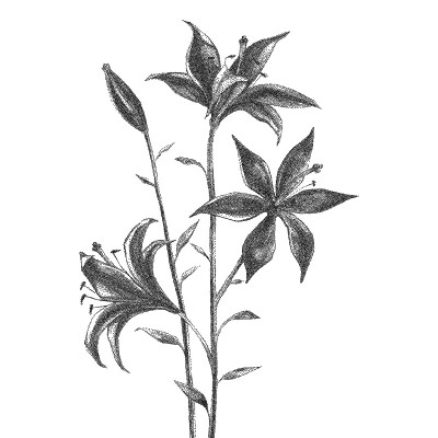 花。黑白点画