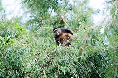 金丝猴(Cercopithecus kandti)