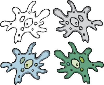 变形虫普罗透斯