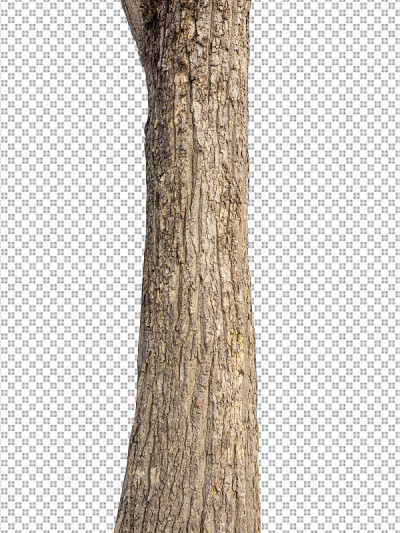 树干孤立在白色背景上的一棵树