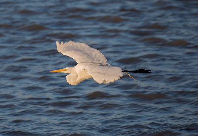 飞行中的大白鹭(Ardea alba);Alviso,