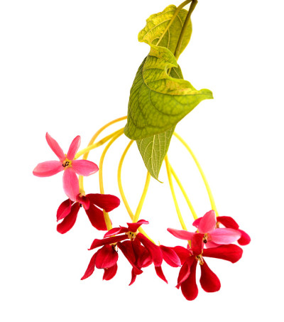 金银花，中国金银花