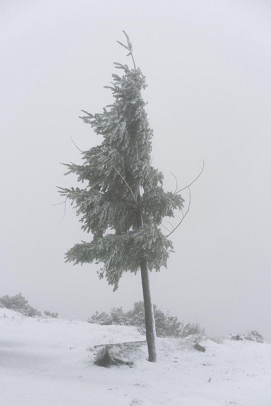 在葡萄牙蒙迪姆德巴斯托，一棵被雪覆盖的树在白色的冬季风景和风吹