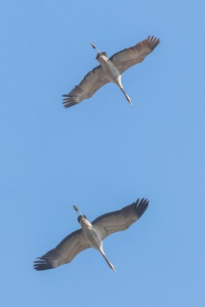 普通鹤在蓝天中飞翔，(Grus Grus)迁徙